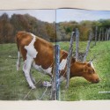 M&C Saatchi Stockholm: The Grass is Greener!