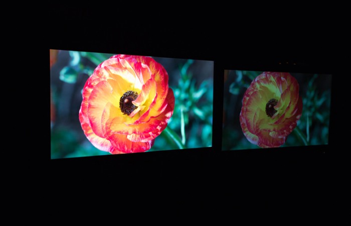 Flower-New-Dolby-Imaging-Tech-left-and-Standard-Display-right