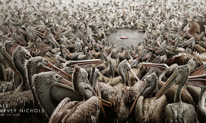 Harvey-Nichols-Pelicans
